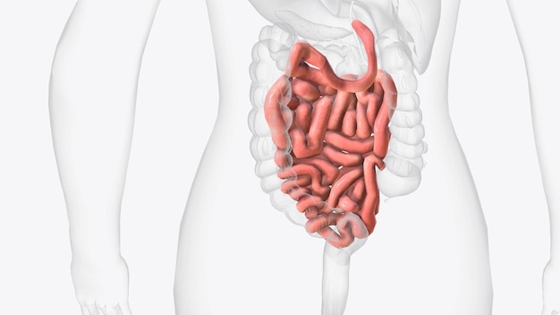 El intestino delgado es un órgano en el tracto gastrointestinal donde la mayor parte de la absorción