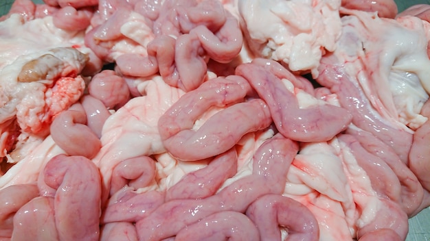 Foto intestino delgado fresco de um porco, cozinhar para alimentos