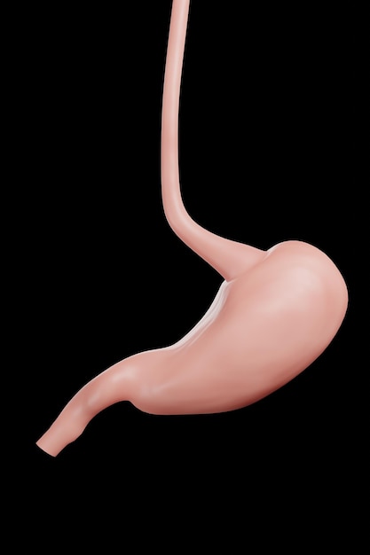 Intestino grueso y delgado aislado en blanco Anatomía del sistema digestivo humano 3d render