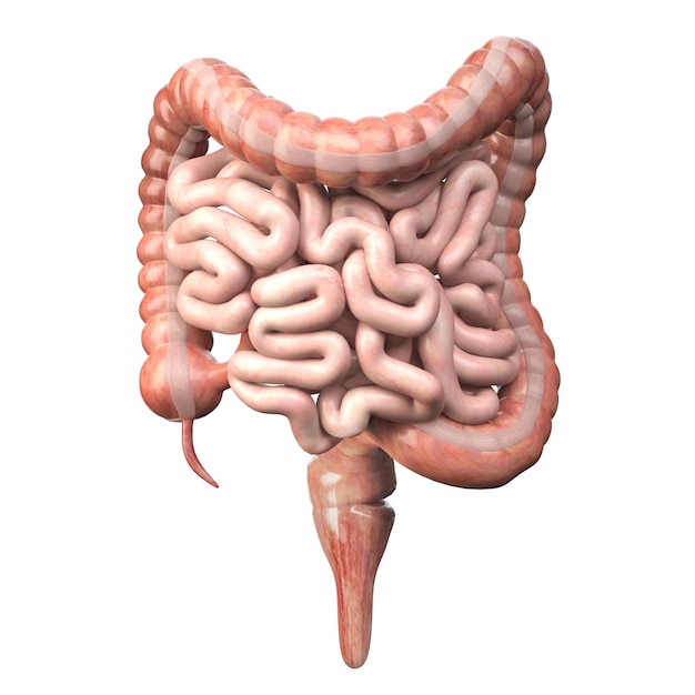 Foto intestino grueso y delgado aislado en blanco anatomía del sistema digestivo humano tracto gastrointestinal