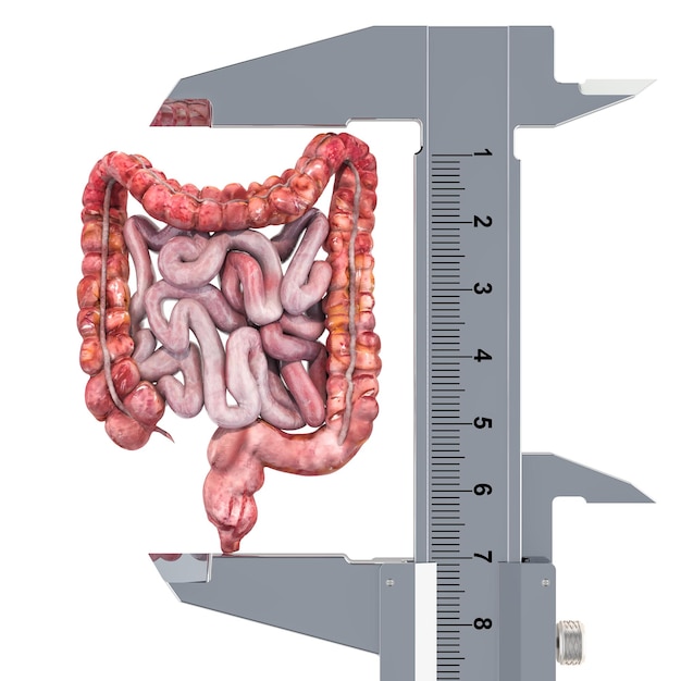 Foto intestino humano con calibrador a vernier investigación y diagnóstico del concepto de intestinos representación 3d