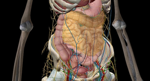 Los intestinos son un largo tubo continuo que va desde el estómago hasta el ano