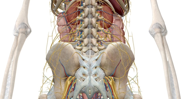 Los intestinos son un largo tubo continuo que va desde el estómago hasta el ano