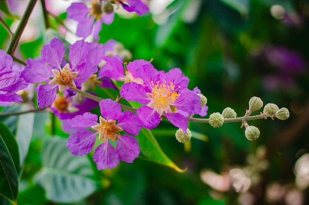 Inthanin, flor da rainha, grande árvore com lindas flores roxas.