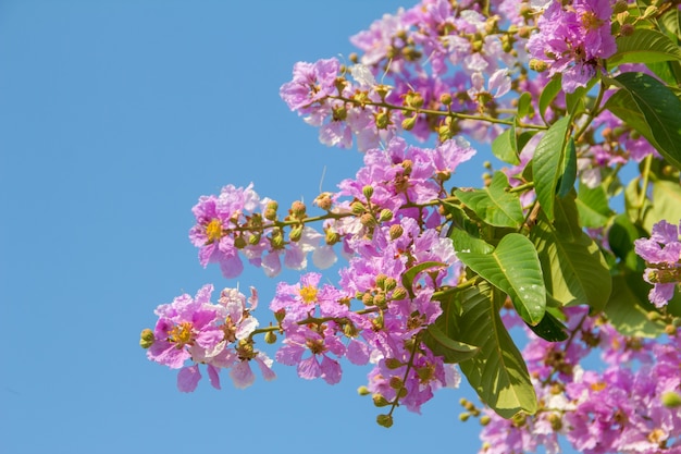 Inthaninblumen blühen in Surin Thailand