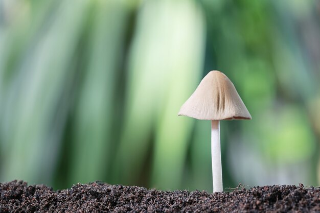 Foto intoxicación por hongos creciendo en el suelo