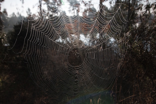 Intrincada tela de araña