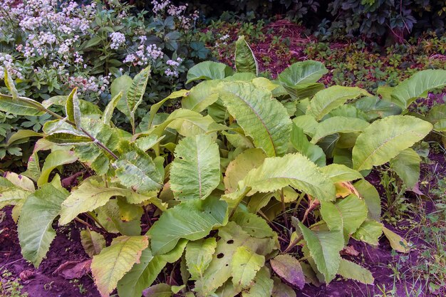 Foto inula helenium elecampane compositae planta selvagem abatida no verão