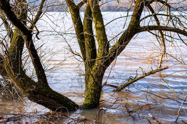 Inundação no rio Danúbio na primavera