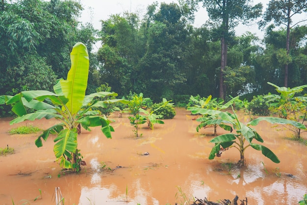 Inundação pesada em jardim rural ou rural