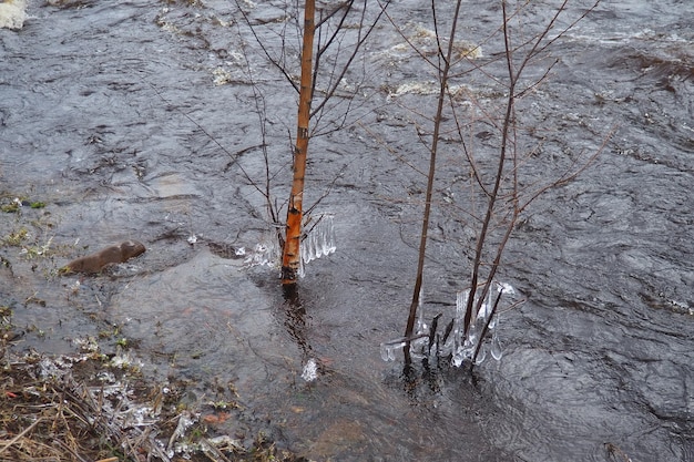 Foto inundación de primavera agua corriendo en el río vista superior agua ferrosa oscura corre en el arroyo una espuma amarillo-blanca karelia río lososinka en primavera inundación tsunami y cambio climático movimiento del agua