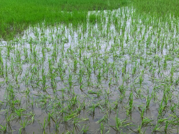 Foto inundaciones inundó campos de arroz daño a los agricultores