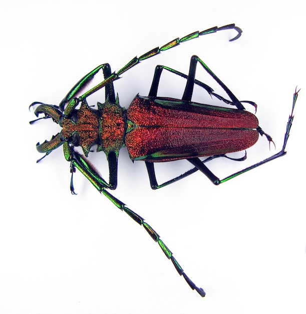 Inusual escarabajo de cuernos largos iridiscente rojo metálico Psalidognathus friendi. Cerambycidae. error de colección