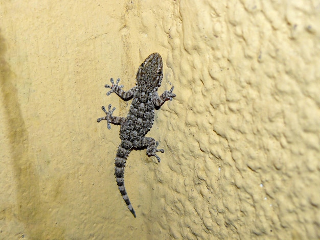 La invasión de las geckos en Buenos Aires