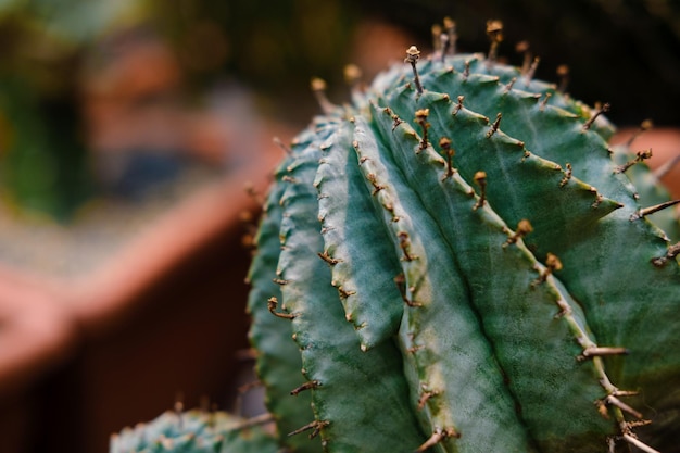 invernadero de cactus inusual con cactus en el jardín botánico muchas plantas Foto de alta calidad