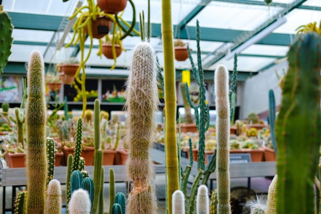 invernadero de cactus inusual con cactus en el jardín botánico muchas plantas Foto de alta calidad