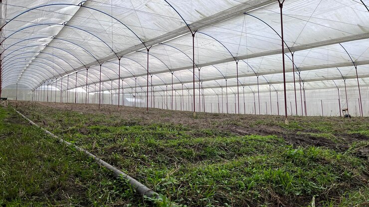 Invernadero de cultivos hidropónicos de granja autosostenible. huerta. jardinería. plantas cultivadas