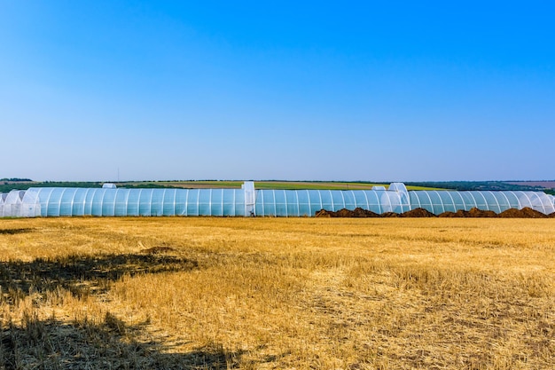 Invernadero fabricado con estructura metálica y película de polietileno en el campo agrícola