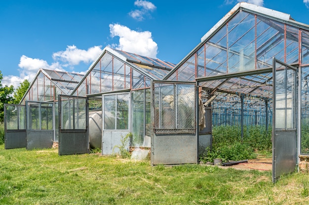 Invernadero en la granja para el cultivo de hortalizas orgánicas