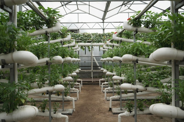 Un invernadero hidropónico moderno que muestra plantas que crecen vibrantes