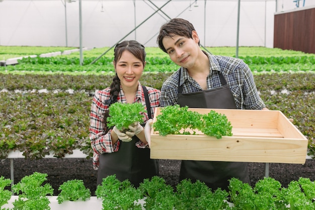 En un invernadero hidropónico sosteniendo una cesta de verduras, una joven pareja de agricultores asiáticos están recogiendo verduras para ensaladas verdes