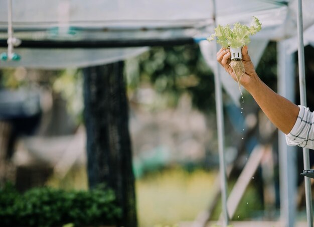 En el invernadero industrial, dos ingenieros agrícolas prueban la salud de las plantas y analizan datos con una tableta