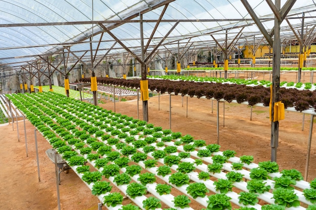 Invernadero moderno para el cultivo de ensaladas con sistema de riego. Escala industrial de plantas en crecimiento.