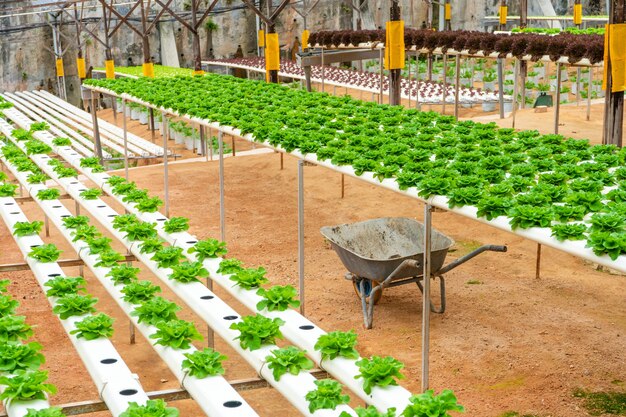 Invernadero moderno para el cultivo de ensaladas con sistema de riego. Escala industrial de plantas en crecimiento.