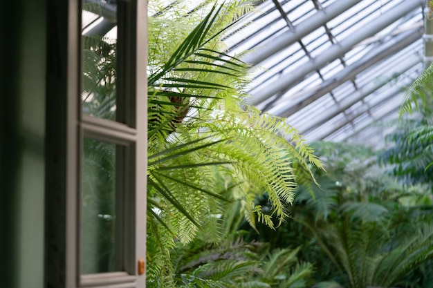 Invernadero o invernadero con plantas exóticas tropicales interior del jardín de invierno subtropical