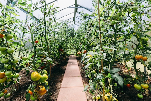 Invernadero de patio trasero con cultivo de tomate