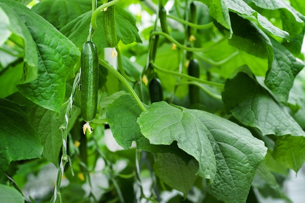 Invernadero con pepino maduro fresco. Alimentos orgánicos y verduras. Alimentación saludable. Hidroponia