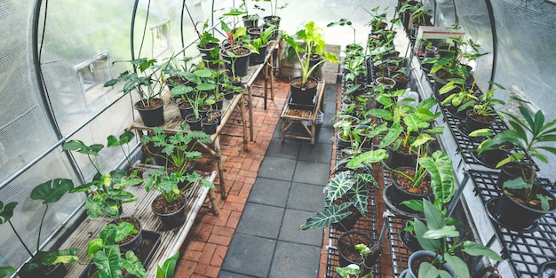 Invernadero de planta tropical abigarrada, jardín de naturaleza de flora de hoja verde, fondo de flor de botánica hermosa en planta de interior de primavera de verano, follaje de crecimiento fresco floral para decoración