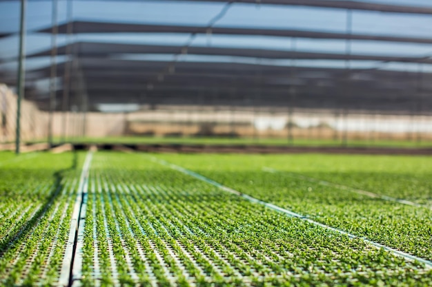 Invernadero con plantas Industria de alimentos orgánicos y saludables