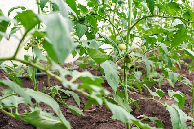 Invernadero con plantas de tomate jóvenes Pequeños negocios de invernadero pequeños negocios desde casa Cultivo de tomates en casa en un invernadero El concepto de alimentos orgánicos alimentos saludables y pasatiempos favoritos