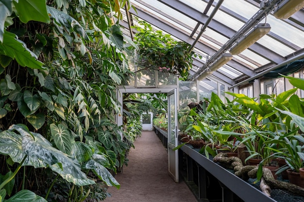 Invernadero con plantas tropicales lianas exóticas invernadero interior jardín interior