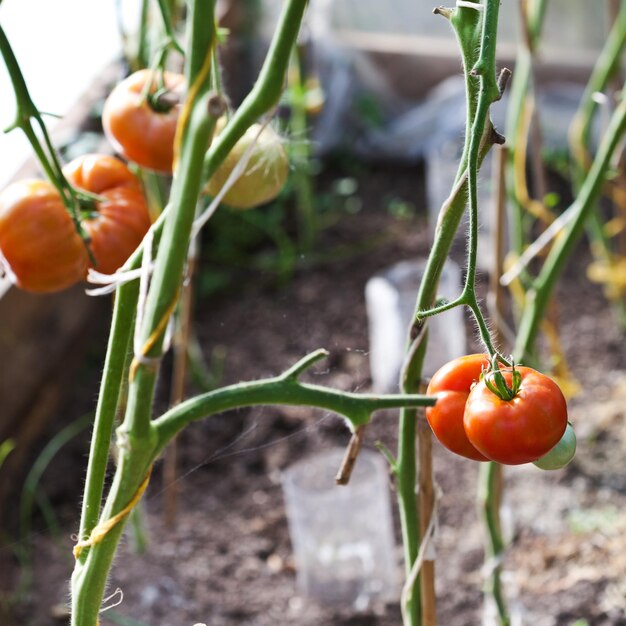 invernadero con tomates