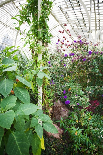 Invernadero tradicional con plantas y follaje en Irlanda