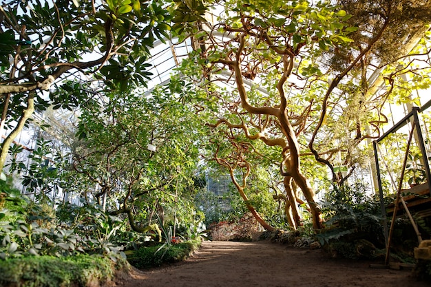 Invernadero tropical con plantas con flores de hoja perenne, árboles retorcidos en un día soleado con hermosa luz y rayos de sol