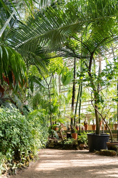 Invernadero tropical con plantas en macetas de hoja perenne