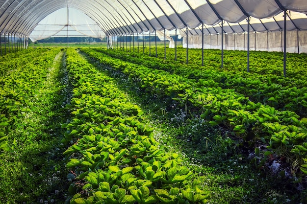 Invernadero utilizado para el cultivo de fresas en Karelia Invernaderos para plantas jóvenes de fresa en el campo Plantación de fresas Hileras largas