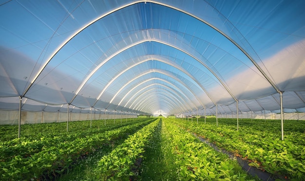 Invernadero utilizado para el cultivo de fresas en Karelia Invernaderos para plantas jóvenes de fresa en el campo Plantación de fresas Hileras largas