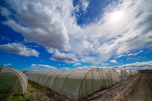 Invernadero con verduras de acelgas bajo cielo azul dramático