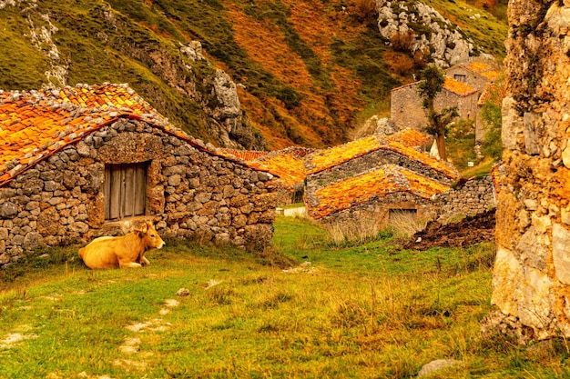 Invernales de texu en cabrales picos de europa