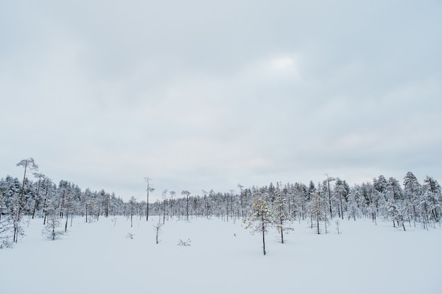 Inverno bela paisagem com árvores cobertas com gelo