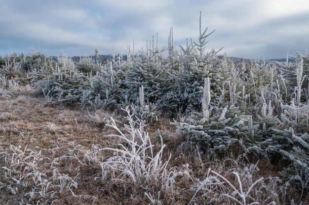 Inverno chegando Últimos dias da manhã de outono na paisagem montanhosa pacífica pitoresca cena geada Ucrânia Montanhas dos Cárpatos