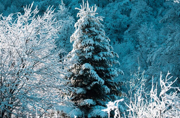 Inverno coberto de neve da árvore de Natal com pinheiros cobertos de árvores geladas nos montes de neve do inverno mágico
