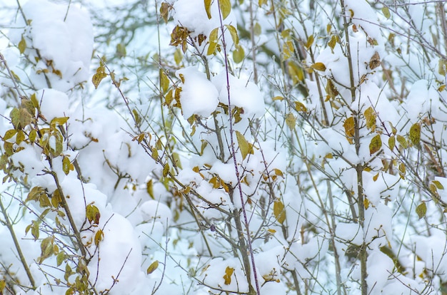 Inverno com folhas de árvore de galhos de neve.