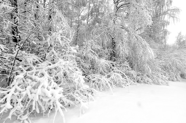 Foto inverno com neve nas árvores