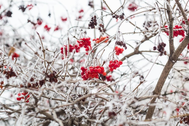 Inverno congelado Viburnum na geada. Viburnum Na Neve.