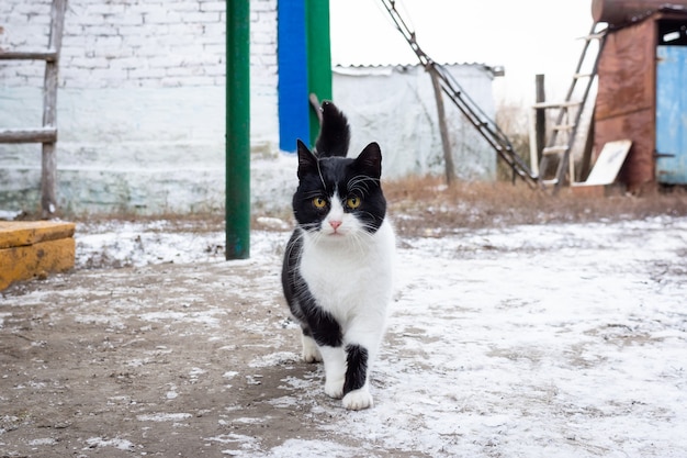 Inverno de aldeia de gato